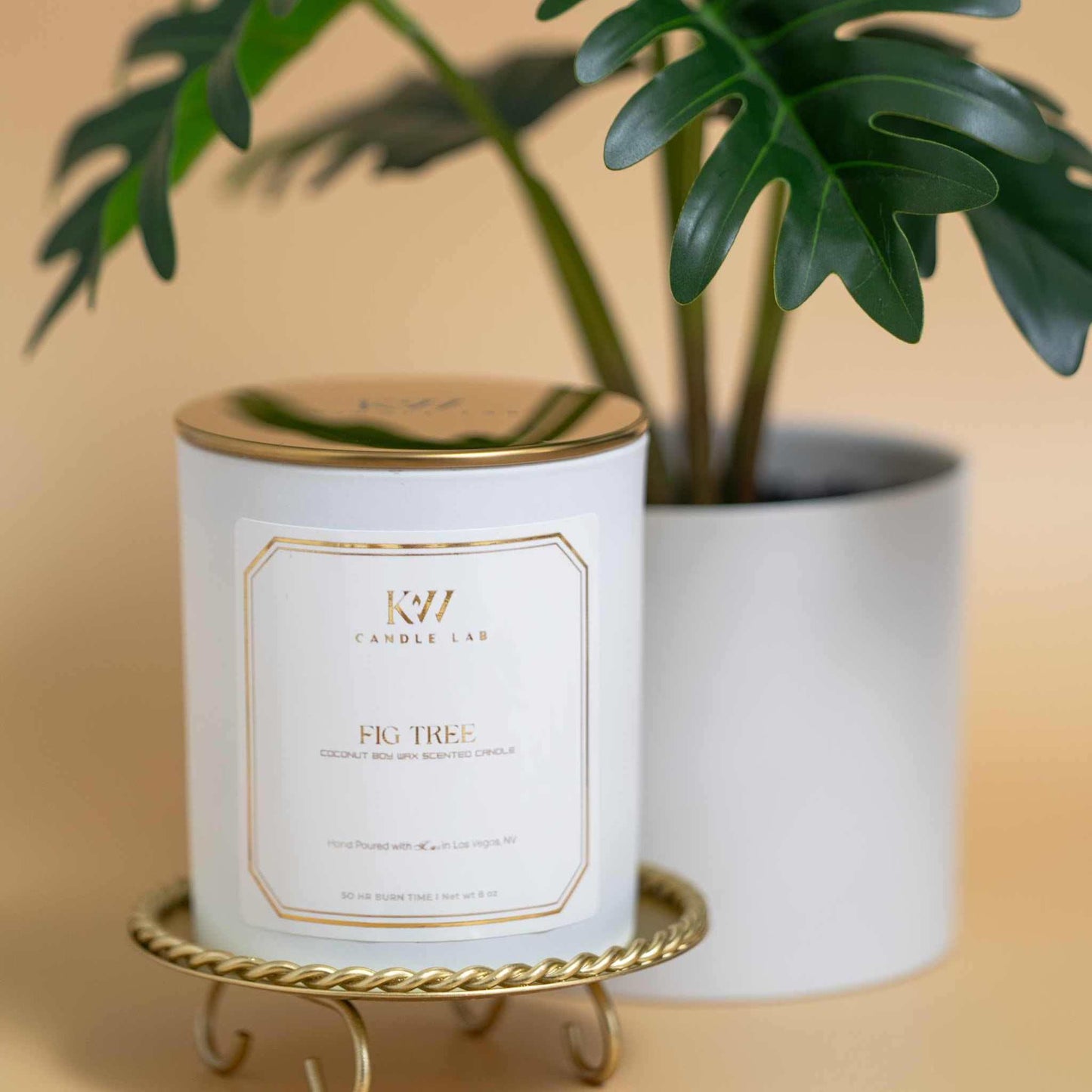 fig tree candle plant in background